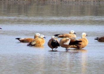 कोशीटप्पु वन्यजन्तु आरक्षमा चराको सङ्ख्या वृद्धि, जलपक्षीको बासस्थान संरक्षण प्रभावकारी