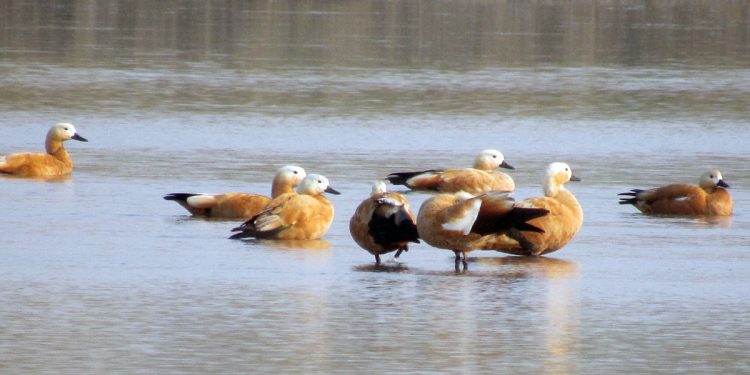 कोशीटप्पु वन्यजन्तु आरक्षमा चराको सङ्ख्या वृद्धि, जलपक्षीको बासस्थान संरक्षण प्रभावकारी