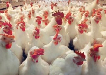 सुनसरीमा बर्डफ्लु पुष्टि, नियन्त्रणका लागि चार किल्ला तोकिँदै