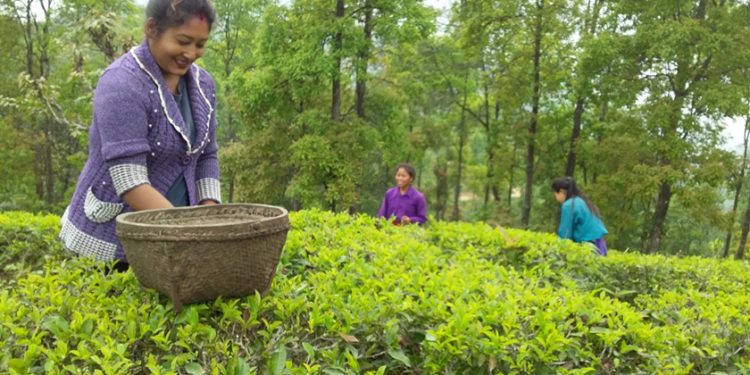कृषि पेशाबाट केही हुँदैन भन्नेका लागि उनी उदाहरण