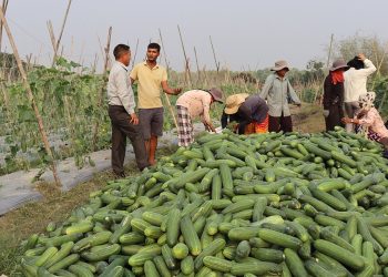 सामूहिक कृषि फार्म सञ्चालन