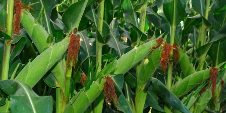 सुनसरीका किसान मकै खेतीतर्फ आकर्षित