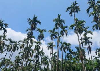 गभारोले सुपारीका बोट रित्तै, उत्पादन र मूल्य दुवै घट्यो