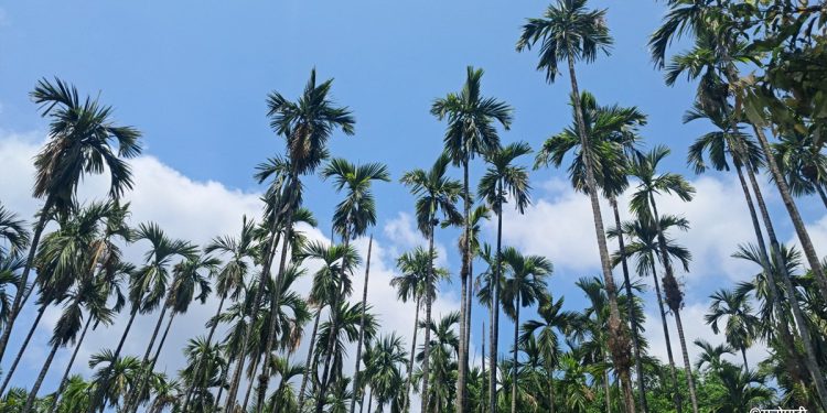 गभारोले सुपारीका बोट रित्तै, उत्पादन र मूल्य दुवै घट्यो