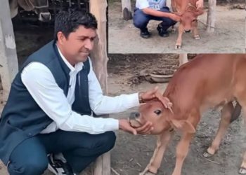 मधुवनमा ६ दिनको बाच्छीले दियो दूध, पशु विज्ञ समेत चकित