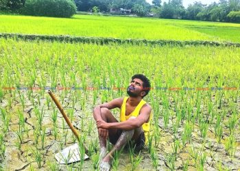 असार अन्त्यतिरको वर्षाले धान किसानको अनुहारमा फाटो मुस्कान