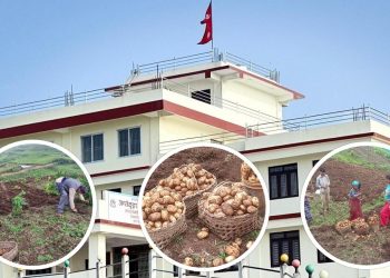 खोटाङमा आफैँले फलायो ६ हजार किलो आलु
