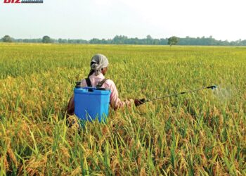 भारतीय ‘रञ्जीत’ धान बिउलाई प्रमाणित भन्दै बिक्री, बिउ ऐन उल्लङ्घनको आरोप