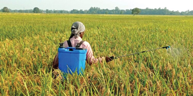 भारतीय ‘रञ्जीत’ धान बिउलाई प्रमाणित भन्दै बिक्री, बिउ ऐन उल्लङ्घनको आरोप