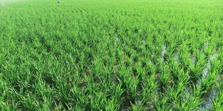 सुनसरीको खेतबारीमा मुस्कान फाट्न थालेको छ, पानी परेपछि किसानलाई ज्यानमा ज्यान फर्किएको महसुस !