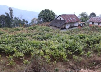 अलैँचीको मूल्य बढेपछि भोजपुरका किसान खेती विस्तारतर्फ उत्साहित