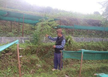 भोजपुरमा वडाध्यक्ष प्रेमदोर्ची शेर्पा : जनताको सेवासँगै जडीबुटी खेतीबाट वार्षिक सात लाखसम्म आम्दानी