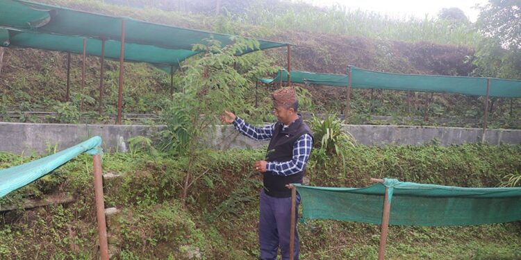 भोजपुरमा वडाध्यक्ष प्रेमदोर्ची शेर्पा : जनताको सेवासँगै जडीबुटी खेतीबाट वार्षिक सात लाखसम्म आम्दानी