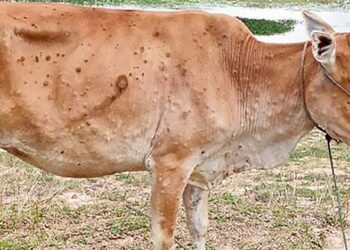 खोप प्रभावकारी : लम्पी स्किन रोगको प्रकोप नियन्त्रणमा