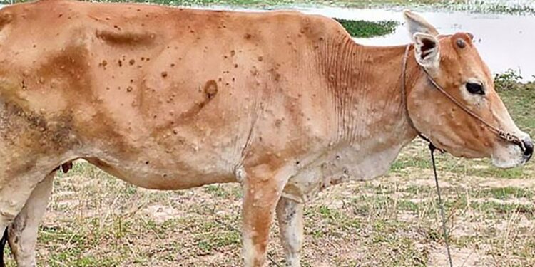 खोप प्रभावकारी : लम्पी स्किन रोगको प्रकोप नियन्त्रणमा