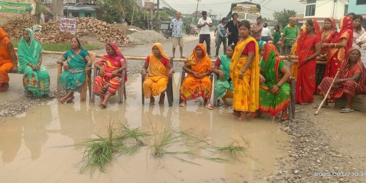 कटहरीमा हुलाकी सडकको बीचमै धान रोपेर स्थानीय महिलाहरूको अनौठो विरोध प्रदर्शन