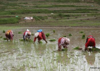 उदयपुरमा वर्षा संगै धान रोपाइँ अन्तिम चरणमा