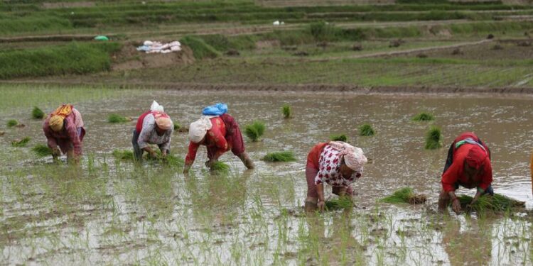 उदयपुरमा वर्षा संगै धान रोपाइँ अन्तिम चरणमा