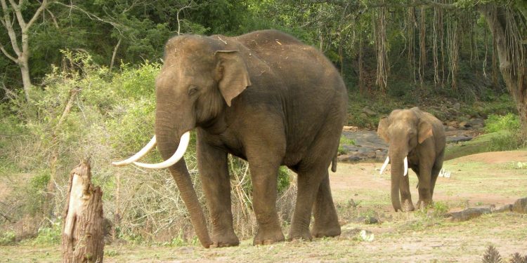 हात्ती आक्रमणमा एकको मृत्यु