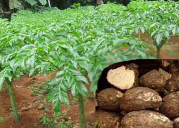 ओल खेतीबाट मागन्य आम्दानी गर्दै सुनसरीका किसान चुनालाल चौधरी