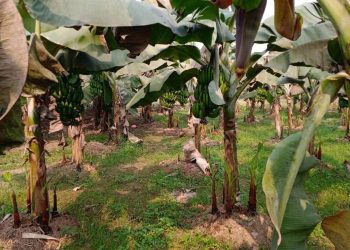 छठ पर्व नजिकिँदै जाँदा सुनसरीमा केराको माग अत्यधिक, मूल्य ५ सयदेखि १ हजार रुपैयाँसम्म