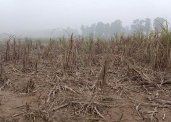देवानगञ्ज गाउँपालिकामा अविरल वर्षाले कृषिमा ठूलो क्षति
