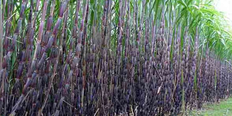 उखुको मूल्य निर्धारणका लागि सरकारले आठ जिल्लामा स्थलगत अध्ययन सुरु