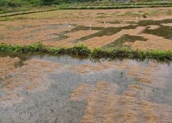 बेमौसमी वर्षाले किसानको पसिना बगायो : सुनसरीका धान र तरकारी खेती डुबानमा