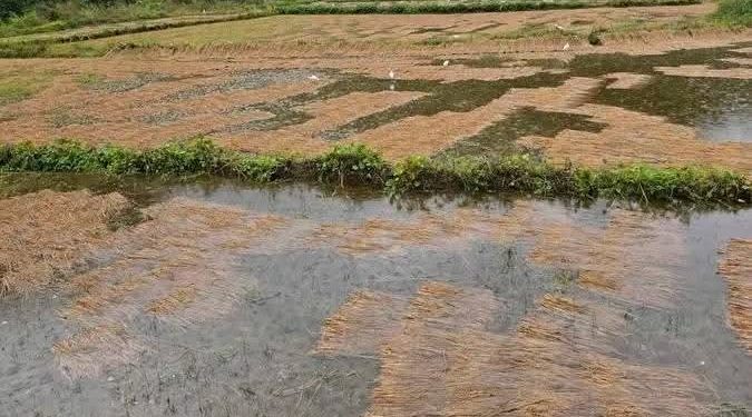 बेमौसमी वर्षाले किसानको पसिना बगायो : सुनसरीका धान र तरकारी खेती डुबानमा