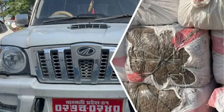 सुनसरीको बर्जु–५ बाट २ सय ५७ किलो गाँजा बरामद, चालक फरार