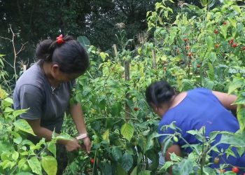 बजार मूल्य घटेपछि धनकुटाका अकबरे खुर्सानी किसान निराश