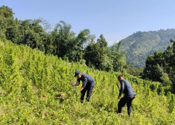 धनकुटा र भोजपुरमा ठूलो मात्रामा गाँजा फडानी, हजारौँ बोट जलाई नष्ट