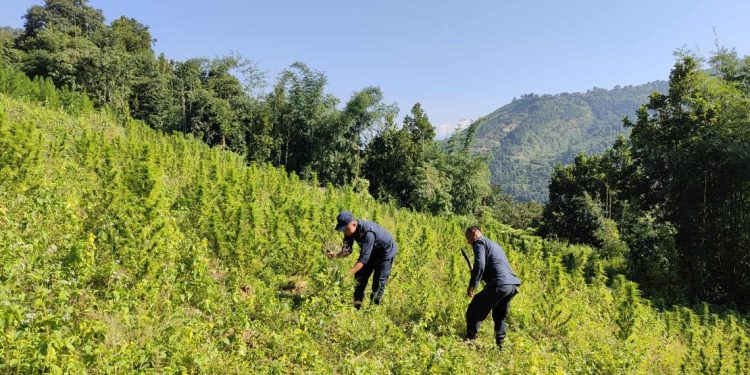 धनकुटा र भोजपुरमा ठूलो मात्रामा गाँजा फडानी, हजारौँ बोट जलाई नष्ट