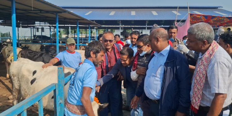 विराटनगरमा खोरेत रोगमुक्त अभियान सुरु, १६ हजारभन्दा बढी चौपायालाई निःशुल्क खोप