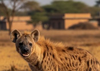 रंगेली क्षेत्रमा हाइना प्रवेशको आशंका, वन र प्रहरी सतर्क