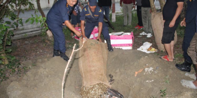 केशलिया खोलाबाट बरामद माछा नष्ट, अवैध कारोबारमा प्रहरीको कडाई