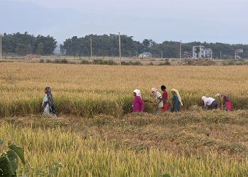 बेमौसमी वर्षा र बाढीले सुनसरीको धानखेतीमा ठूलाे मार, उत्पादन झन्डै पाँच हजार ४ सय मेट्रिकटनले घट्यो
