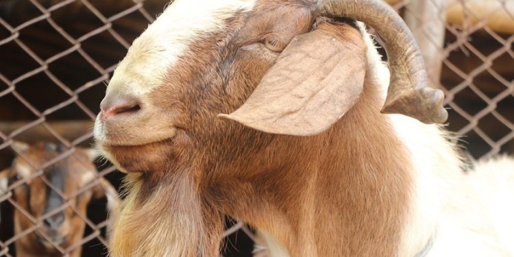 विराटनगरमा खसीको मासु २०० रुपैयाँले महँगियो