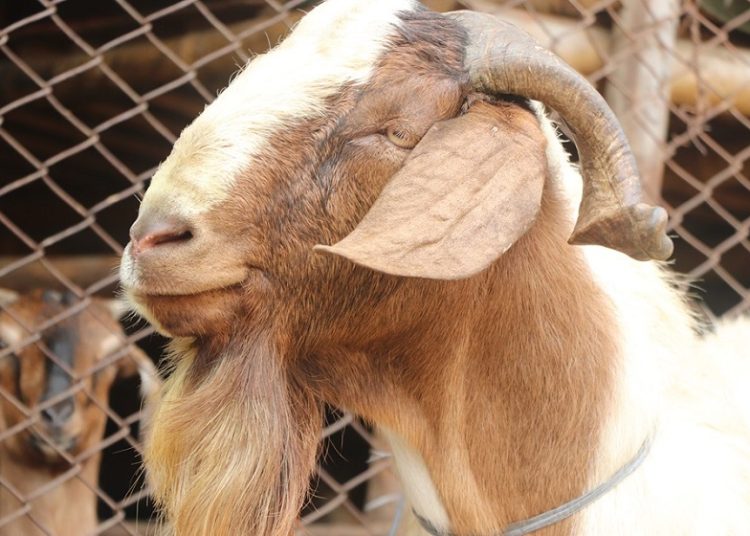 विराटनगरमा खसीको मासु २०० रुपैयाँले महँगियो