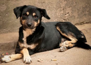 सामुदायिक कुकुर कुटेर मारेको आरोपमा एक जना पक्राउ, पशु क्रूरता सम्बन्धी कसुरमा अनुसन्धान