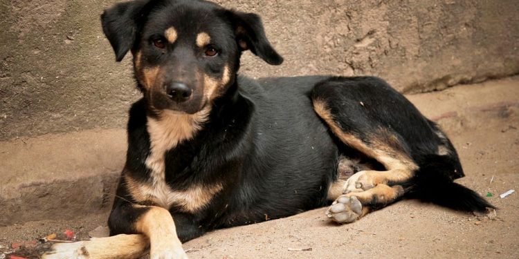 सामुदायिक कुकुर कुटेर मारेको आरोपमा एक जना पक्राउ, पशु क्रूरता सम्बन्धी कसुरमा अनुसन्धान
