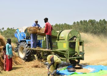 गहुँ खेतीमा समस्या बढ्यो: सुनसरीमा उत्पादन घट्ने अनुमान