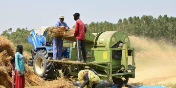 गहुँ खेतीमा समस्या बढ्यो: सुनसरीमा उत्पादन घट्ने अनुमान