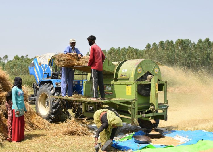 गहुँ खेतीमा समस्या बढ्यो: सुनसरीमा उत्पादन घट्ने अनुमान